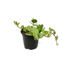 Load image into Gallery viewer, Trailing Jade, Peperomia, 4in