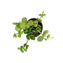 Load image into Gallery viewer, Trailing Jade, Peperomia, 4in