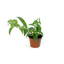Load image into Gallery viewer, Lipstick Plant, 2.5in, Black Pagoda