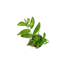 Load image into Gallery viewer, Lipstick Plant, 2.5in, Black Pagoda