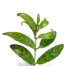 Load image into Gallery viewer, Lipstick Plant, 2.5in, Black Pagoda