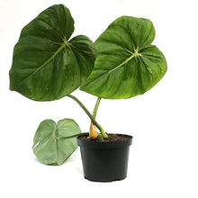 Load image into Gallery viewer, Philodendron, 6in, McDowell