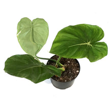 Load image into Gallery viewer, Philodendron, 6in, McDowell