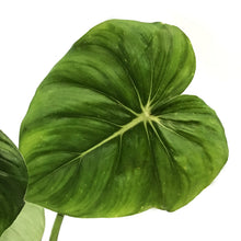 Load image into Gallery viewer, Philodendron, 6in, McDowell