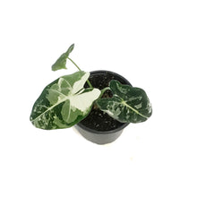 Load image into Gallery viewer, Alocasia, 4in, Frydek, Variegated