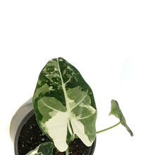 Load image into Gallery viewer, Alocasia, 4in, Frydek, Variegated