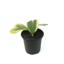 Load image into Gallery viewer, Hoya, 4in, Kerrii Albo Variegated