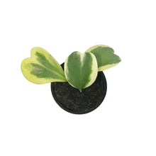 Load image into Gallery viewer, Hoya, 4in, Kerrii Albo Variegated
