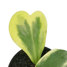Load image into Gallery viewer, Hoya, 4in, Kerrii Albo Variegated