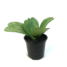 Load image into Gallery viewer, Hoya, 4in, Kerrii Splash