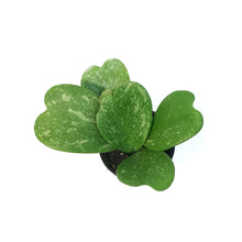 Load image into Gallery viewer, Hoya, 4in, Kerrii Splash