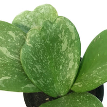 Load image into Gallery viewer, Hoya, 4in, Kerrii Splash