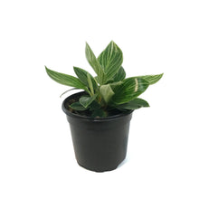 Load image into Gallery viewer, Philodendron, 4in, Birkin Galaxy
