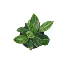 Load image into Gallery viewer, Philodendron, 4in, Birkin Galaxy