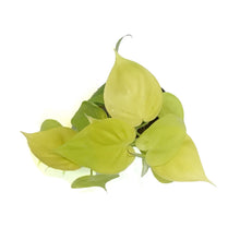 Load image into Gallery viewer, Philodendron, 4in, Lemon Lime Cordatum
