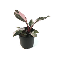Load image into Gallery viewer, Philodendron, 4in, Pink Princess Marble