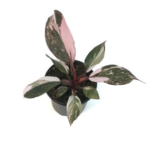 Load image into Gallery viewer, Philodendron, 4in, Pink Princess Marble