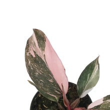 Load image into Gallery viewer, Philodendron, 4in, Pink Princess Marble