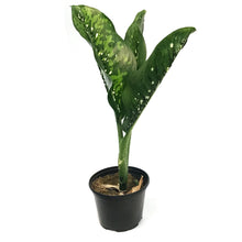 Load image into Gallery viewer, Dieffenbachia, 6in, Crocodile