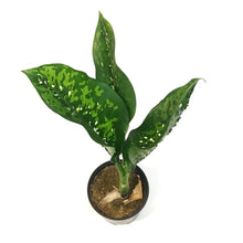 Load image into Gallery viewer, Dieffenbachia, 6in, Crocodile