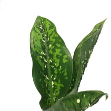 Load image into Gallery viewer, Dieffenbachia, 6in, Crocodile