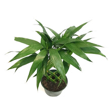 Load image into Gallery viewer, Dracaena, 6in, Sanderiana Weave