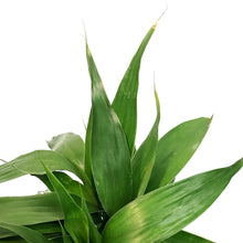Load image into Gallery viewer, Dracaena, 6in, Sanderiana Weave