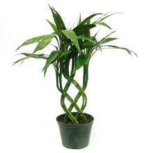 Load image into Gallery viewer, Dracaena, 6in, Sanderiana Weave