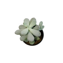 Load image into Gallery viewer, Succulent, 4in, Echeveria Bubbles