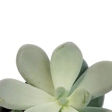 Load image into Gallery viewer, Succulent, 4in, Echeveria Bubbles