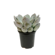 Load image into Gallery viewer, Succulent, 4in, Echeveria Lilac Wonder