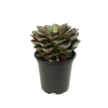 Load image into Gallery viewer, Succulent, 4in, Echeveria Moranii