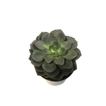 Load image into Gallery viewer, Succulent, 4in, Echeveria Moranii