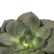 Load image into Gallery viewer, Succulent, 4in, Echeveria Moranii