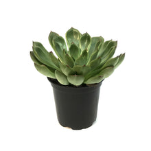 Load image into Gallery viewer, Succulent, 4in, Echeveria Skater