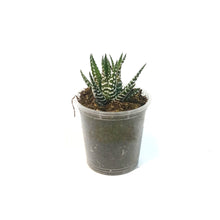 Load image into Gallery viewer, Succulent, 2.5in, Haworthia Big Band