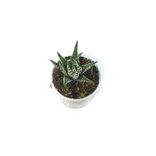 Load image into Gallery viewer, Succulent, 2.5in, Haworthia Big Band