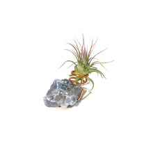 Load image into Gallery viewer, Tillandsia Ionantha Calicite Blue