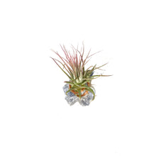 Load image into Gallery viewer, Tillandsia Ionantha Calicite Blue