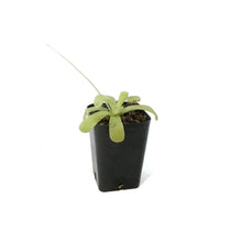 Load image into Gallery viewer, Butterwort, 2.5in, Pinguicula Gigantea