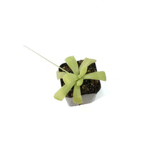 Load image into Gallery viewer, Butterwort, 2.5in, Pinguicula Gigantea