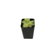 Load image into Gallery viewer, Butterwort, 2.5in, Pinguicula Laueana