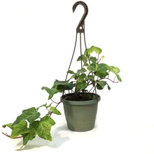 Load image into Gallery viewer, Ivy, 6.5in Hanging Basket, Tropical Blizzard