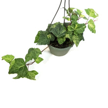 Load image into Gallery viewer, Ivy, 6.5in Hanging Basket, Tropical Blizzard
