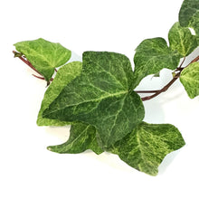 Load image into Gallery viewer, Ivy, 6.5in Hanging Basket, Tropical Blizzard