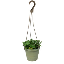 Load image into Gallery viewer, Philo, 6.5in Hanging Basket, Super Atom