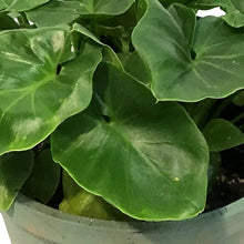 Load image into Gallery viewer, Philo, 6.5in Hanging Basket, Super Atom