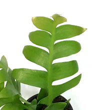 Load image into Gallery viewer, Shark Fin Cactus, 4in