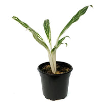 Load image into Gallery viewer, Aglaonema, 4in, Rice