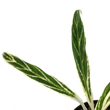 Load image into Gallery viewer, Aglaonema, 4in, Rice